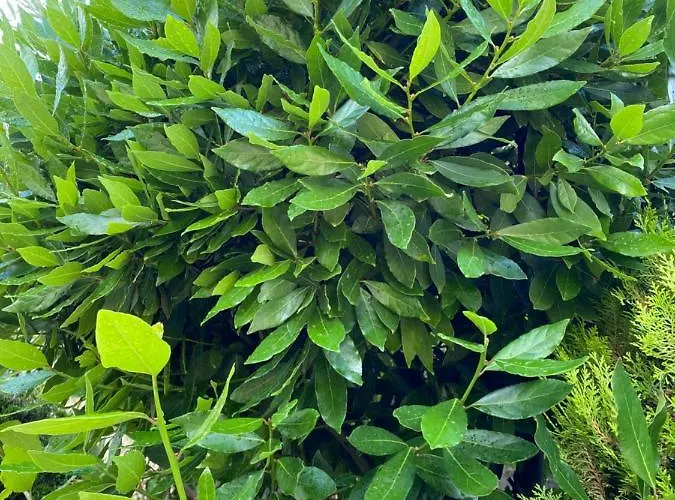 Casa de Férias Marl's Berati